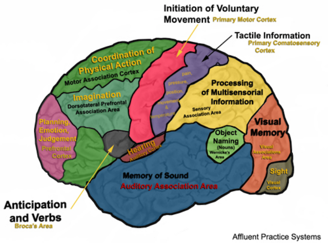 Areas associated. Проекционные зоны коры головного мозга. Brain Maps. Интерактивная карта мозга. Айсберг the Brain Maps.